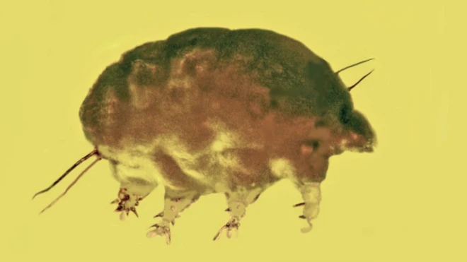 "หมูรา" (mold pig) สัตว์ไม่มีกระดูกสันหลังขนาดจิ๋วที่เพิ่งมีการค้นพบใหม่