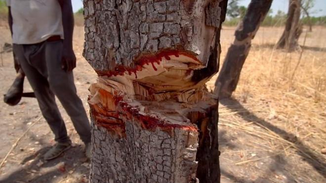非洲紅木被砍後，傷口處流出紅色液體