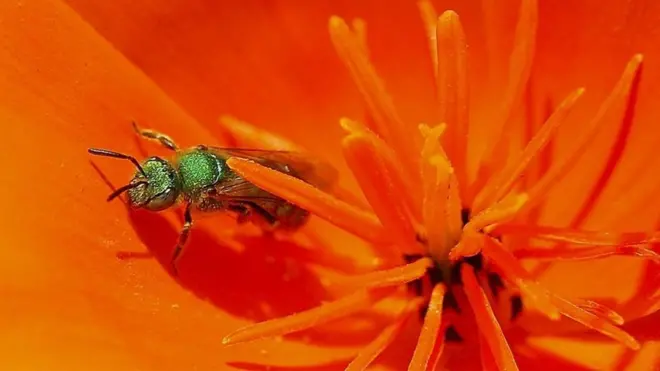 Les abeilles sont généralement inoffensifs et se posent parfois sur les humains pour absorber la transpiration.