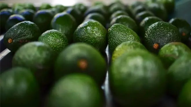 México es el mayor productor de aguacate del mundo.
