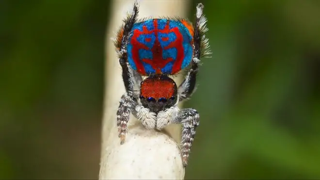 Aranha-pavão