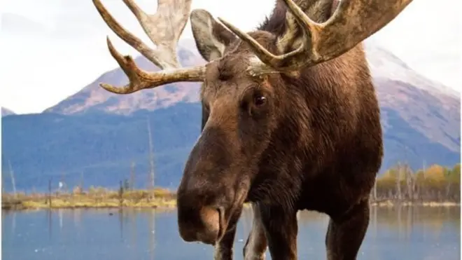 Міністр каже, що ніхто точно не знає кількості лосів в Україні