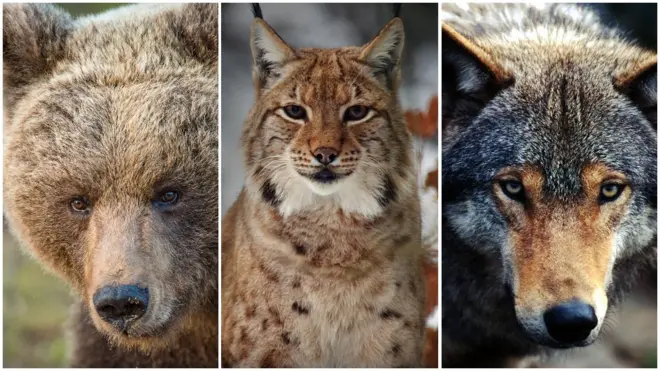 ведмідь, рись, вовк