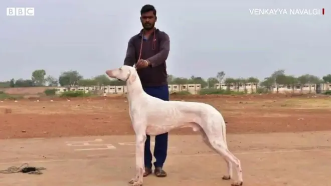 ముధోల్ కుక్కలు