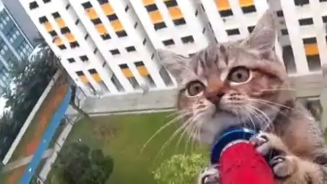 Cat being rescued in Singapore