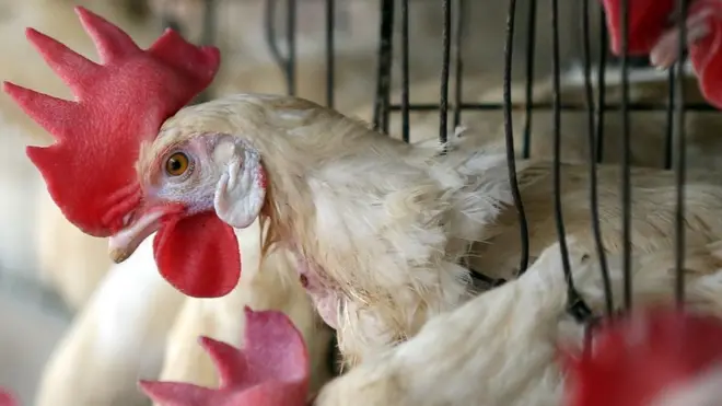 बर्ड फ्लू