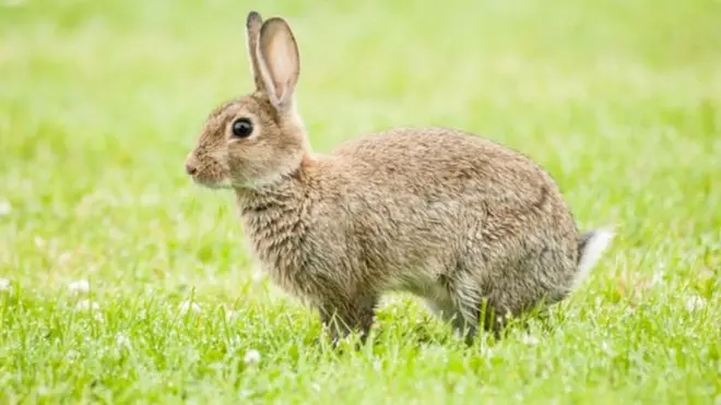 Диких кролів у Новій Зеландії вважають злісними шкідниками