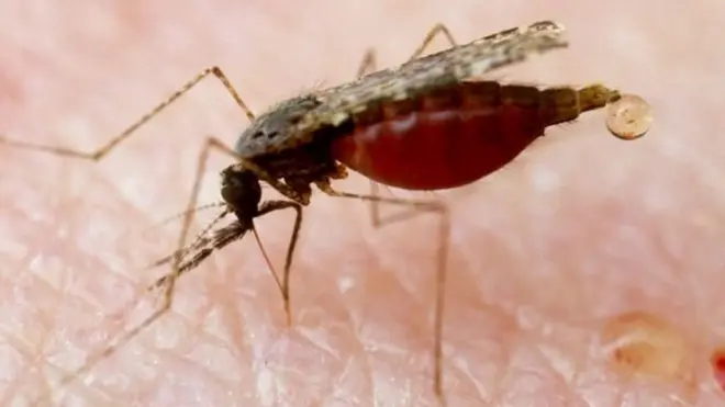 Vimelea vya Plasmodium Falciparum vinavyobebwa na mbu wanaosambaza malaria vinaweza kuuwa mtu katika kipindi cha saa 24.