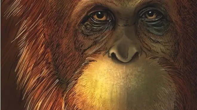 Gigantopithecus blacki