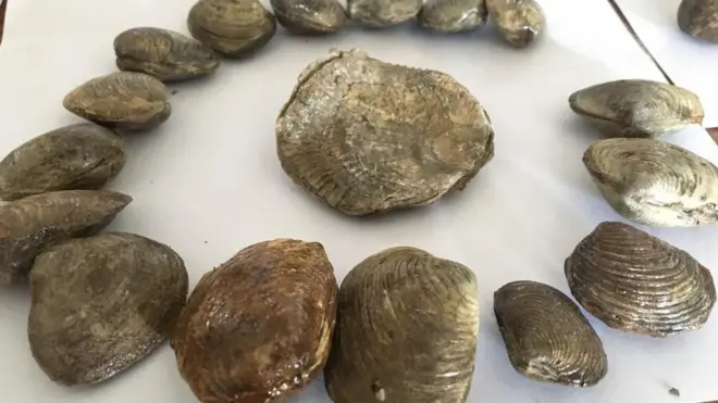 ڈیرہ اسماعیل خان کے خشک، پہاڑی علاقے درازندہ سے ملنے والی فوسل سیپیاں