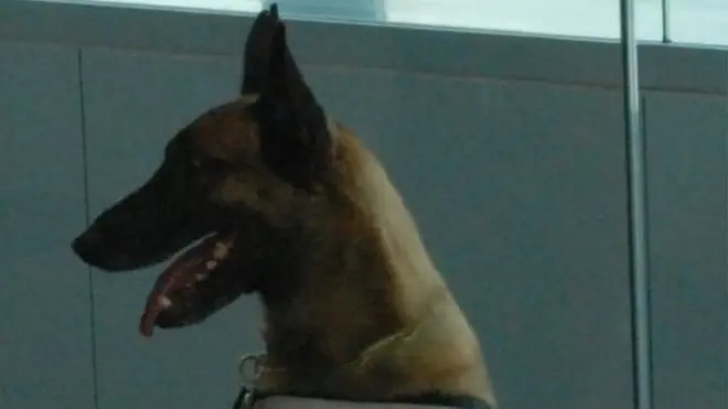 Пес на прізвисько Кеш