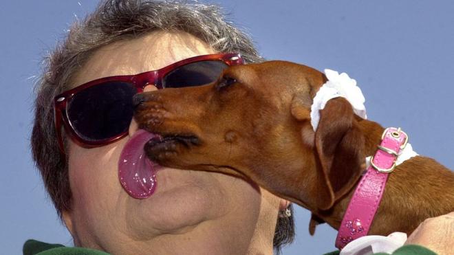 Cachorro lambendo o rosto de uma mulher