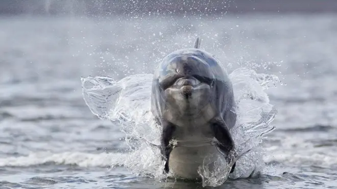 أحد الدلافين في المياه