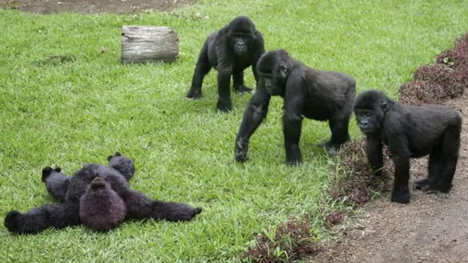 Une famille de gorilles dans une réserve en RDC.