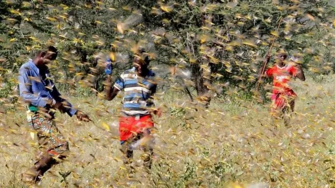 ሰዎች የበርሃ አንበጣን ለመከላከል ሲጥሩ