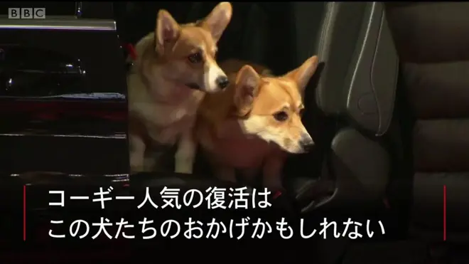 エリザベス女王のコーギー、アンドリュー王子が引き取ることに - BBC