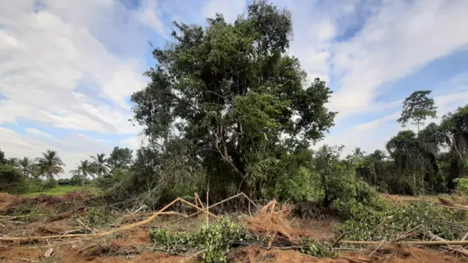 මේ ගහේ මුල් ගිහින් තියෙන විදිය බැලුවම, කඳේ වට ප්රමාණයයි, අතුපතර දිහා බැලුවම සාර්ථක වීමේ හැකියාව අඩු බව තමයි පෙන්නේ. - මහාචාර්ය සිරිල් විජේසුන්දර