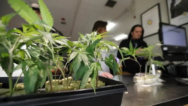 пункт продажи марихуаны. Калифорния