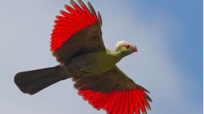 Guutuu Waayyoo -Simbira Booranatti qofaa argamtu