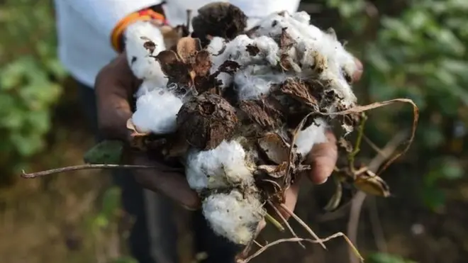 ’سندھ میں کپاس کی فصل کی مجموعی پیداوار میں چالیس فیصد تک نقصان کا اندیشہ ہے‘ (فائل فوٹو)