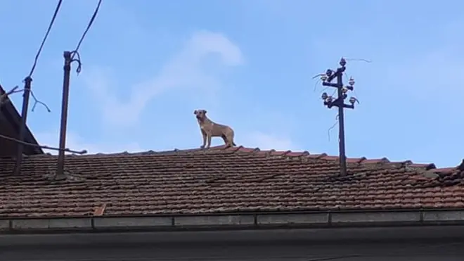 Pas na krovu kuće u centru sela Rgotina