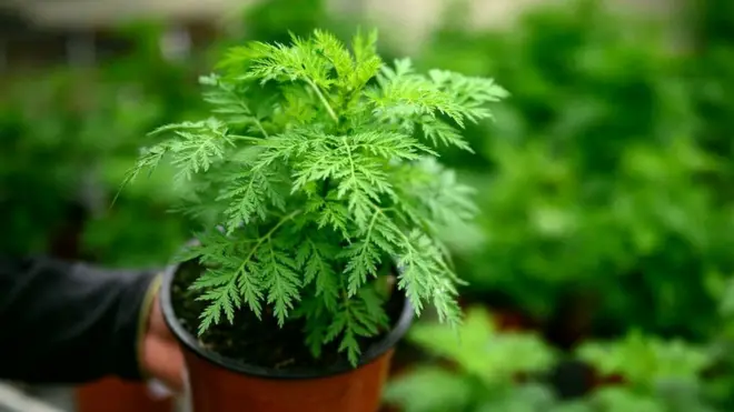 የአርቲ ተክል