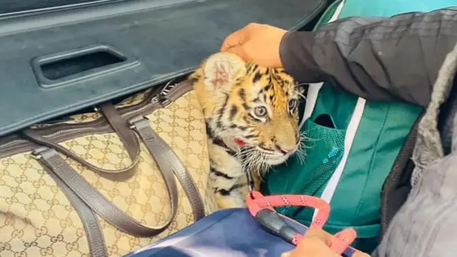The cub was found wedged in between luggage in the boot of the car