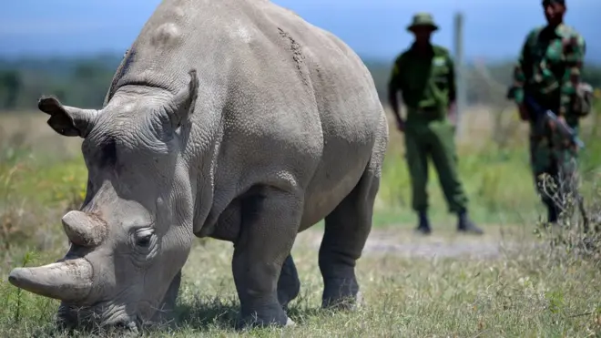 Найджін - одна із двох останніх північних білих носорогів, які залишилися у світі