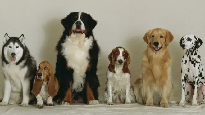 A line of dogs of different sizes