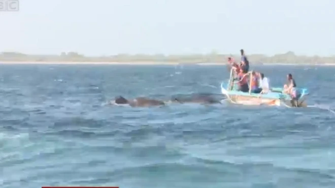 අලි දෙදෙනා බේරා ගැනීමේ මෙහෙයුම