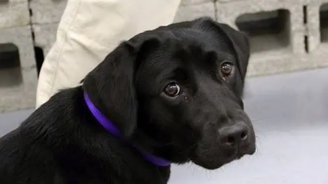 Lulu K-9 eğitiminde neredeyse "beni buradan kurtarın" diyen gözlerle kameraya bakıyor.