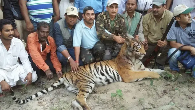 The animal largely frequented agricultural fields, causing panic among farmers who were too afraid to harvest their crops