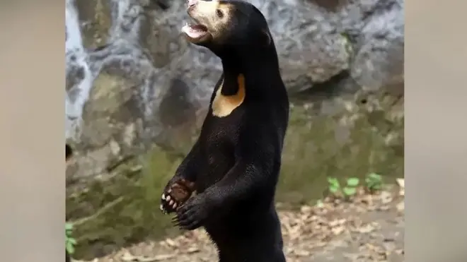 تقول حديقة الحيوانات الصينية إن الدبب الشمسية حقيقية وليست بشرا متنكرين