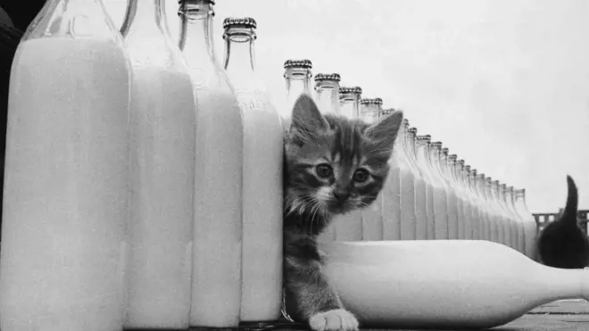 Un gato entre botellas de leche.