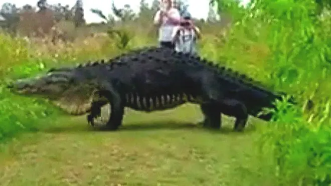 تمساح عملاق يظهر في فلوريدا