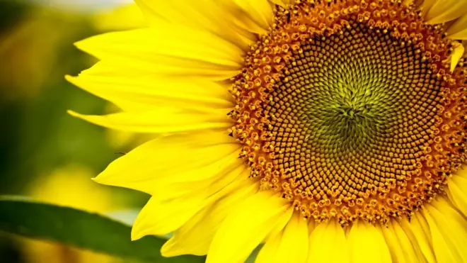 Gracias a las computadoras, hoy entendemos el mecanismo que gobierna las semillas del girasol.