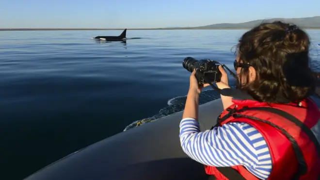 Общественники с Сахалина организовали экспедицию, чтобы проконтролировать отлов косаток