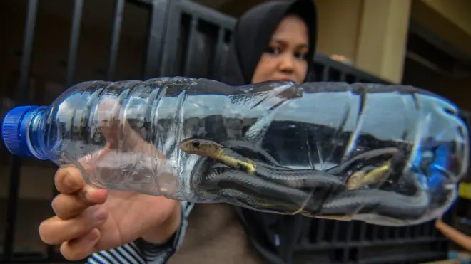 Warga menunjukan Ular sendok jawa atau kobra jawa (Naja sputatrix) di dalam bekas botol air mineral setelah berhasil ditangkap warga di Perum Tata Lestari, Kecamatan Singaparna, Tasikmalaya, Jawa Barat, Senin (16/12/2019).