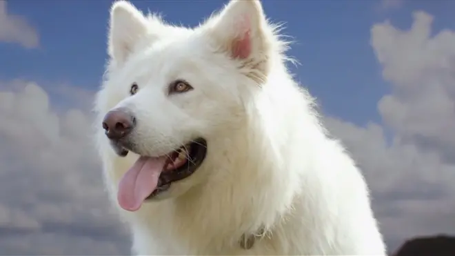 Тайная жизнь собак