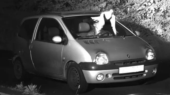 A dove flies across the face of a driver in this speed camera image