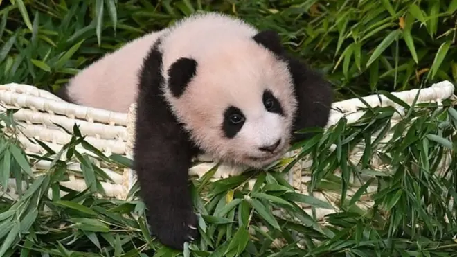 малюк панди