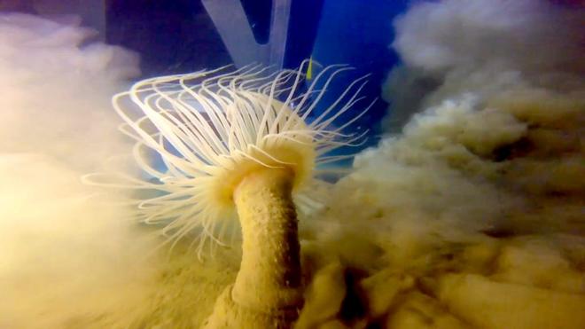 深海挖礦試驗遇上的海洋生物