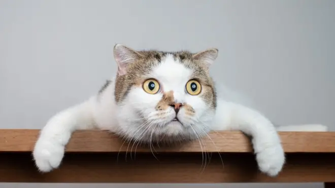 A los gatos siempre parece haberlos acompañado la mala fama.