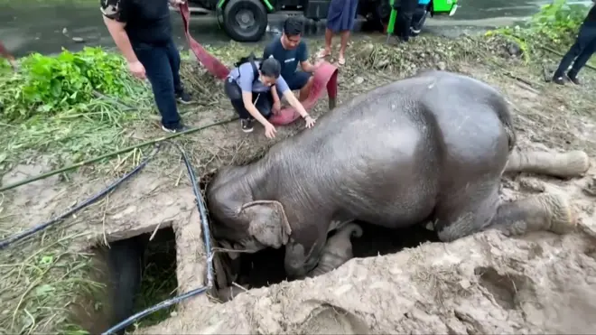 Bebê elefante sendo resgatado