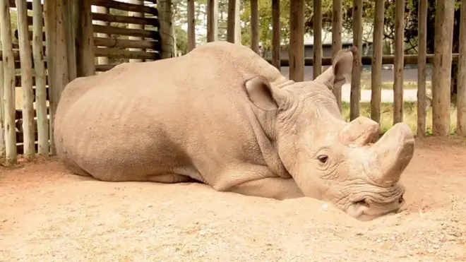 Helping Rhinos