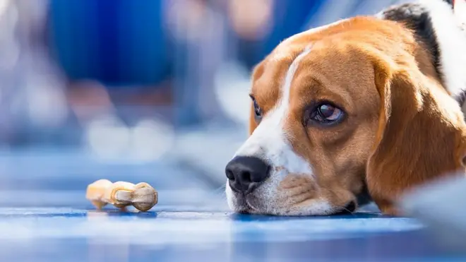 విశ్వాసం గల కుక్క