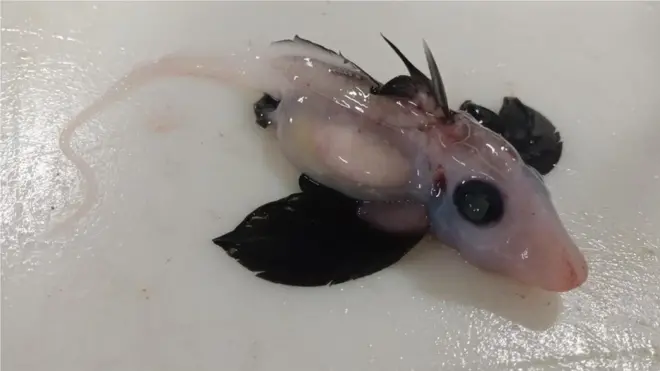 A newly-hatched deepwater ghost shark
