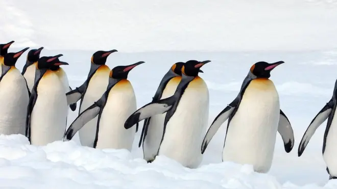 పెంగ్విన్