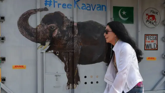 Cher sedang berada di bandara Siem Reap ketika Kaavan tiba dengan kandangnya