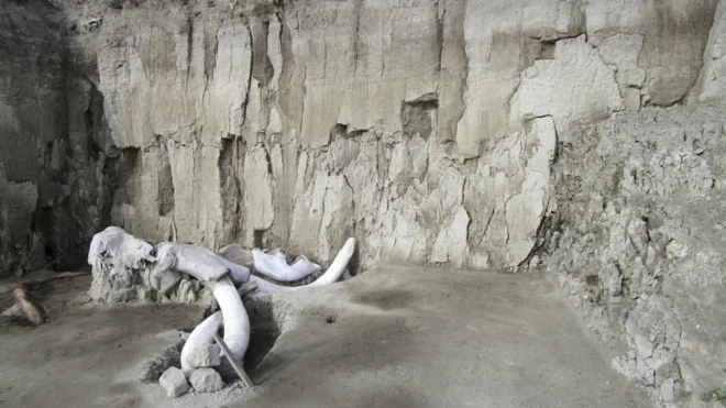 พบโครงกระดูกส่วนหัวของแมมมอธ